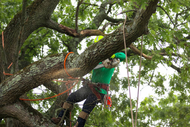 How Our Tree Care Process Works  in  East Patchogue, NY